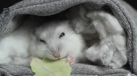 Hamster eat cabbage leaves Stock Footage 43044627