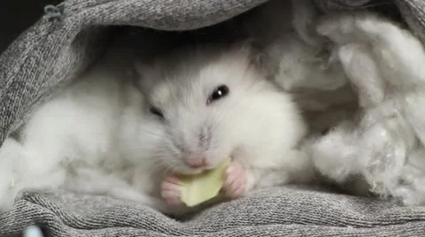 Hamster eat cabbage leaves Stock Footage 43045180