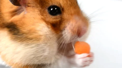 Hamster eat Stock Footage