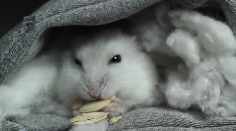 Hamster eat pumpkin seeds Stock Footage 43045451