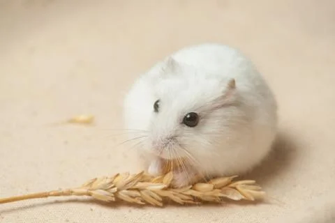 Hamster eat a seed. Stock Photos