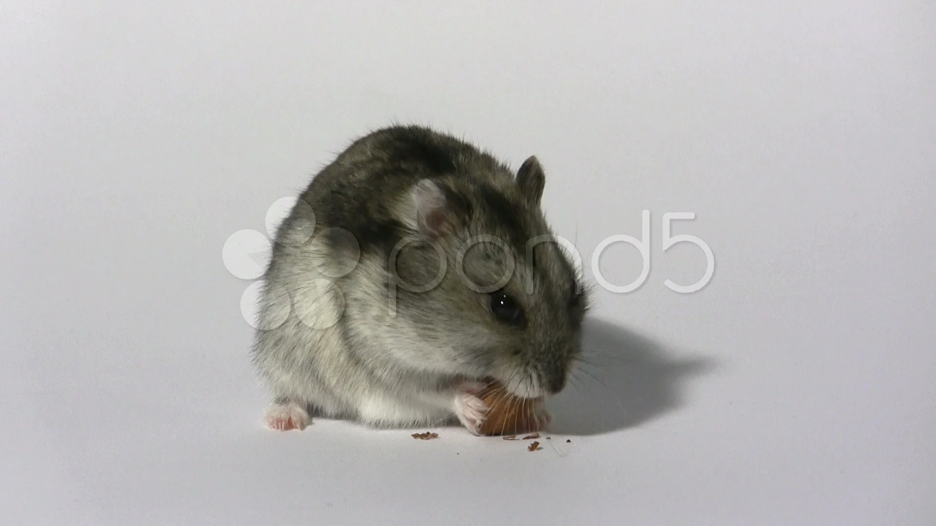 hamster eating almond