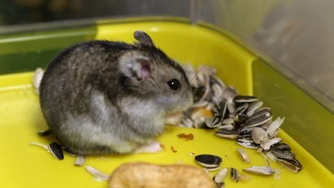 Hamster eating in a cage Stock Footage 123964188