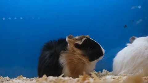 Hamster eating in cage Stock Footage 170661458