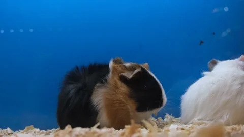 Hamster eating in cage Stock Footage 170661487