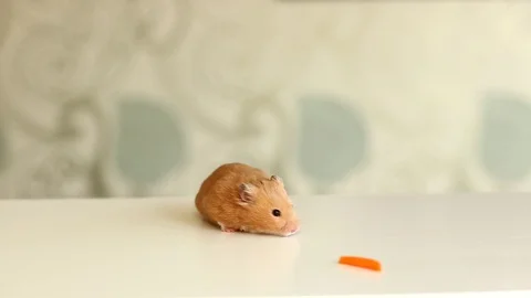 Hamster eating a carrot Stock Footage 105098084