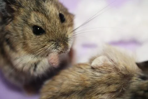 Hamster eating closeup Stock Photos