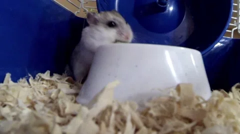 Hamster Eating Stock Footage 59339799