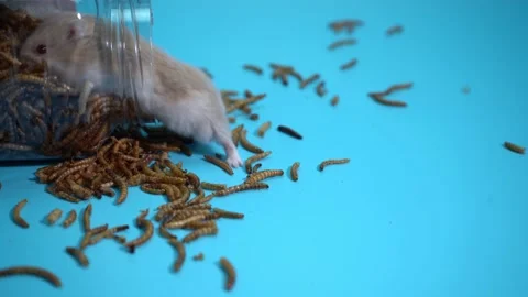 Hamster eating Stock Footage 158238685