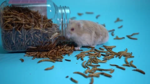 Hamster eating Stock Footage 158238779