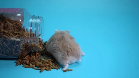 Hamster eating Stock Footage 158239994