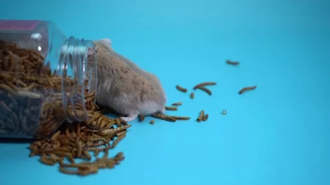 Hamster eating Stock Footage 158240266