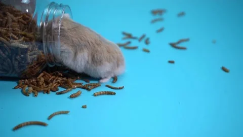 Hamster eating Stock Footage 158240633