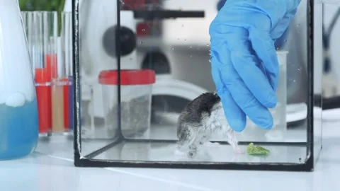 Hamster eating organic material in laboratory enclosure Stock Footage 340980168
