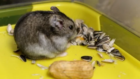 Hamster eating peanut in a cage Stock Footage 123964207