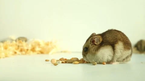 Hamster eating seeds on bright table surface Stock Footage 322168129