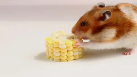 Hamster eating sweet corn on clean studio surface Stock Footage 322937763