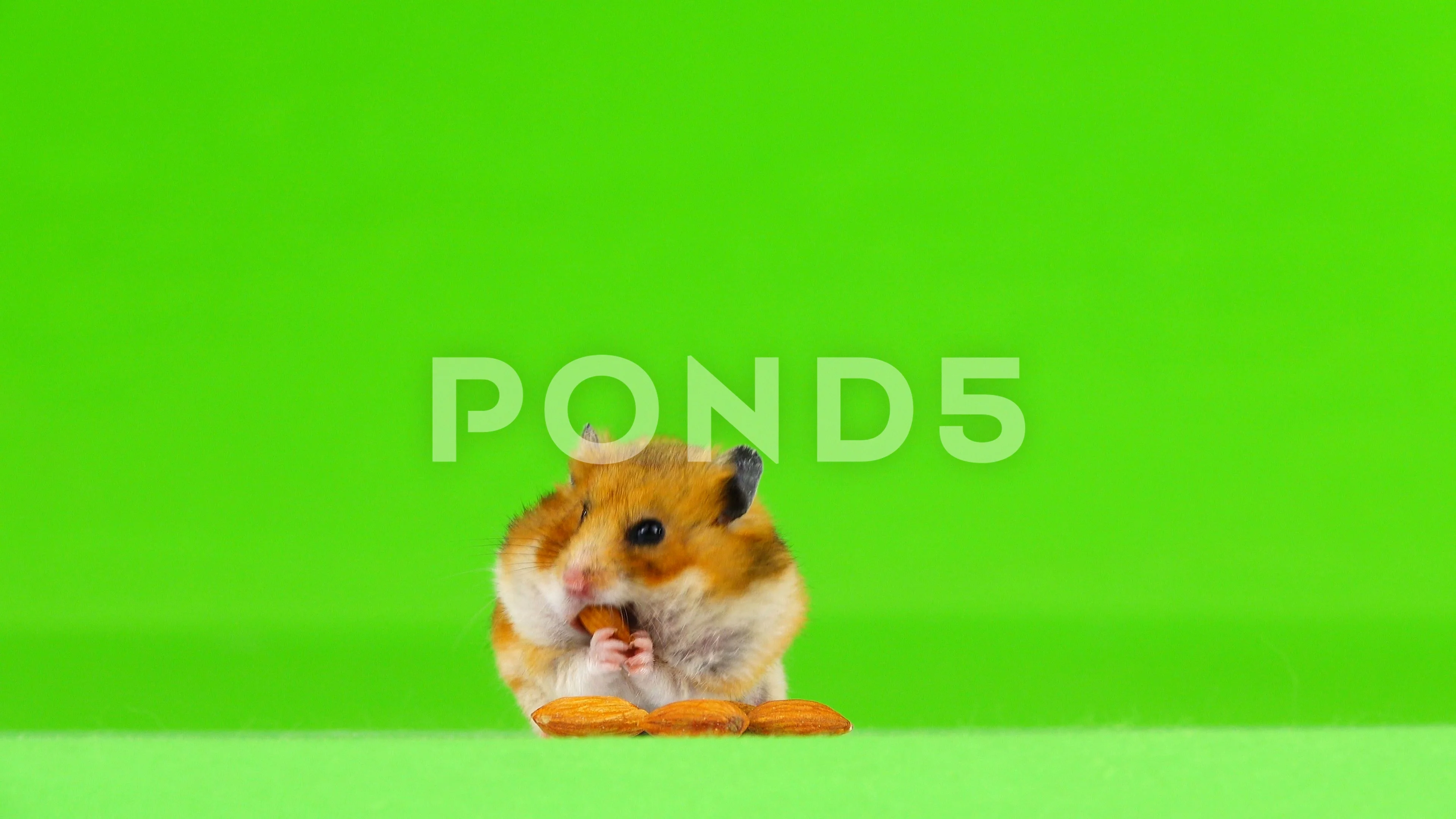 Almond hamster shop