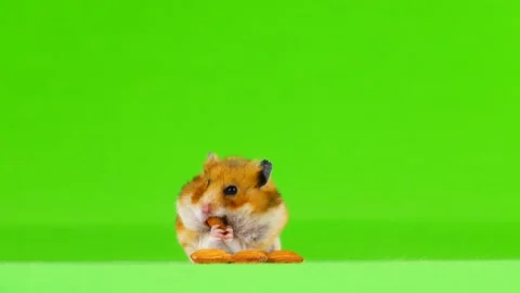 Hamster eats almond bones and runs away from the frame on a green screen Stock Footage 98406115
