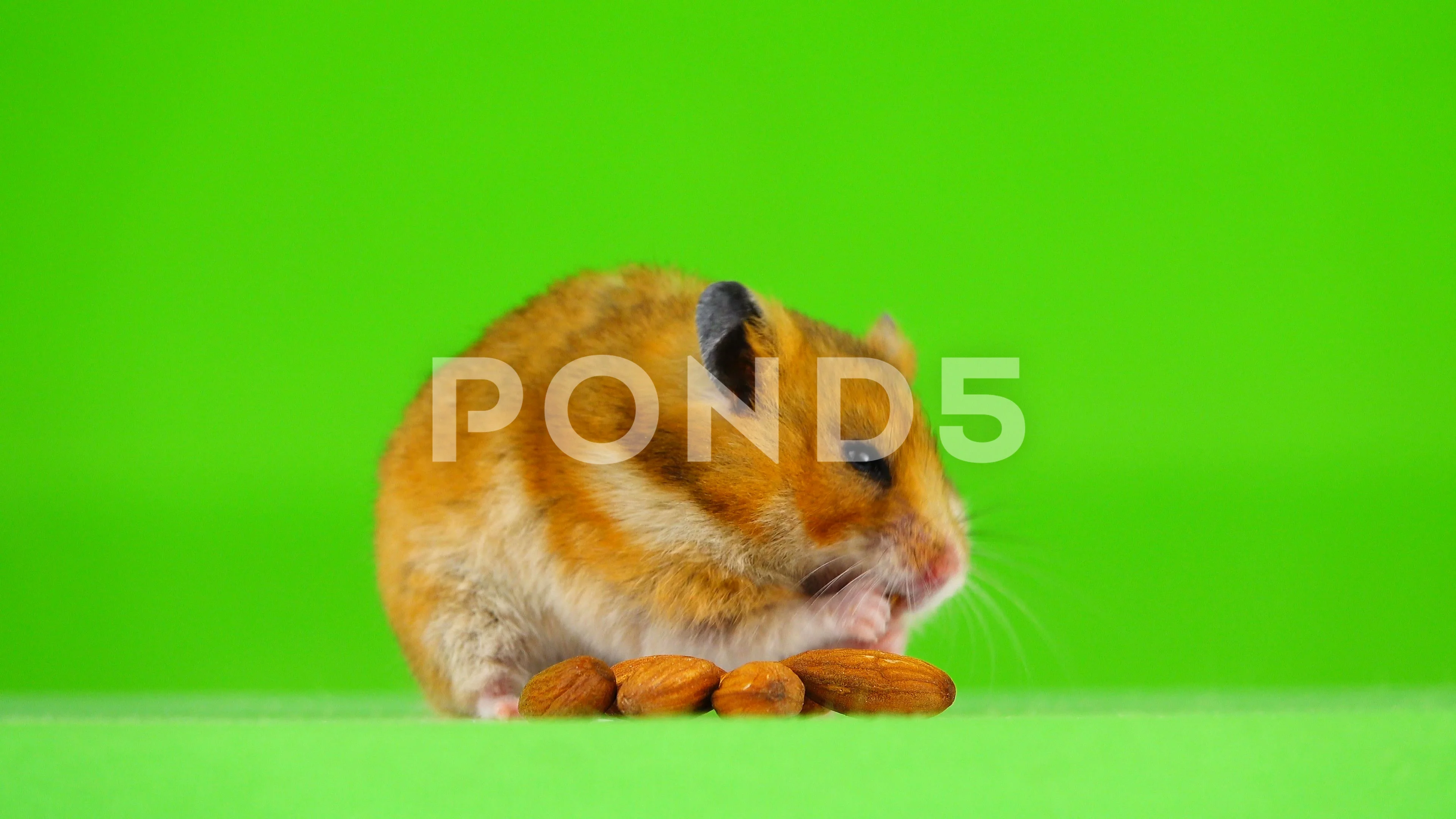 almond hamster