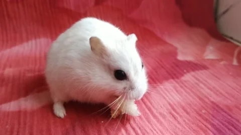 The hamster eats bread on pink cloth Stock Footage 162117281