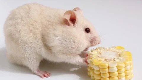 A hamster eats corn. Vidéo 246323437