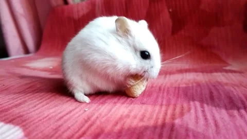The hamster eats corn stick. Stock Footage 162117311