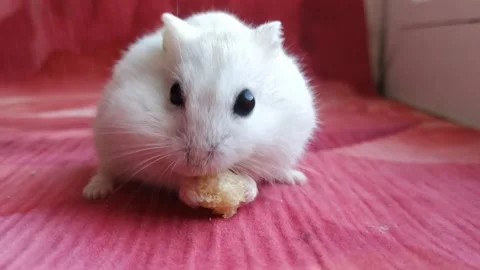 The hamster eats corn stick. Stock Footage 162117322