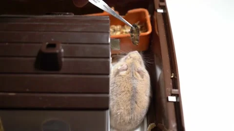 Hamster eats Video stock 158242629