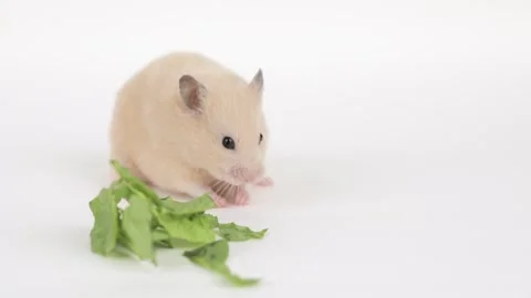 Hamster eats a leaf of cabbage on a light background Stockbeeldmateriaal 240601853