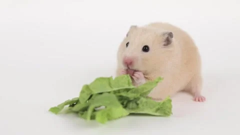 Hamster eats a leaf of cabbage on a light background Stock-Footage 241007784