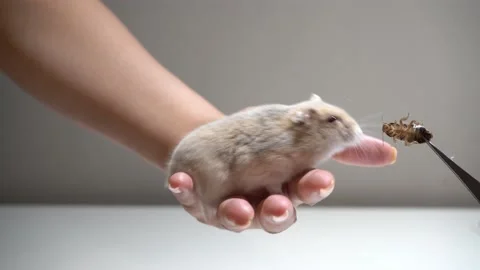 A hamster eats a live cockroach with great pleasure Video stock 158242749