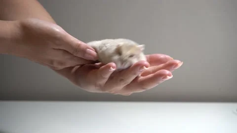 A hamster eats a live cockroach with great pleasure Stock Footage 158243258