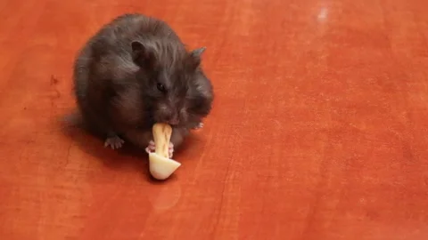 Hamster eats mushroom Stock-Footage 318674465
