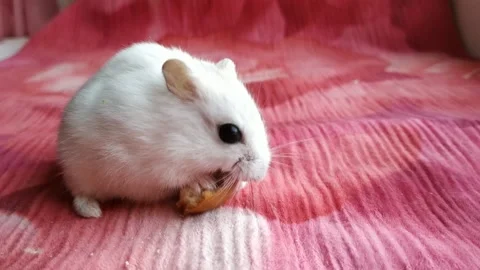Hamster eats a piece of bagel. Stock Footage 162117361