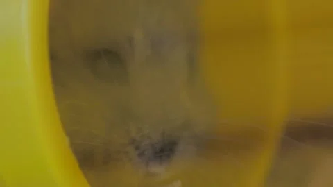 Hamster eats seeds in a cage. Close up Stock Footage 154475629