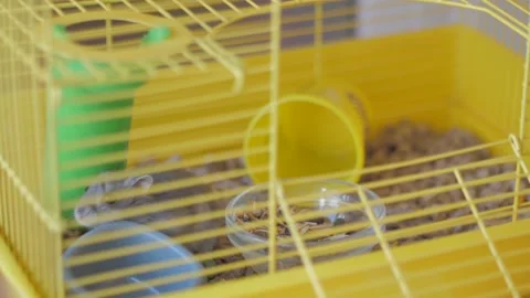 Hamster eats seeds in a cage 動画素材 154475627