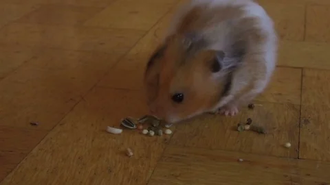 Hamster eats seeds on parquet floor Stock Footage 79684730