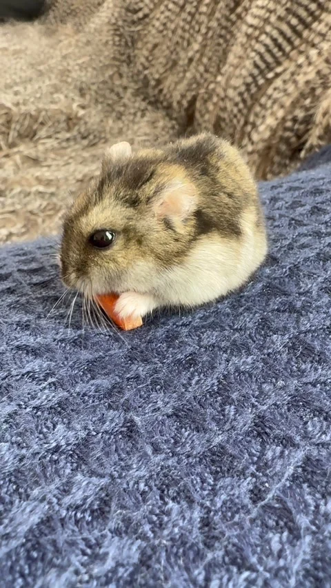 Hamster eats vegetables. Hamster enjoying a carrot, Hamster enjoying a carrot Stock Footage 309707412