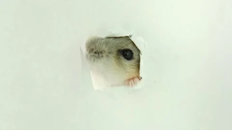 Hamster emerging from small hole in white surface Stock Footage 322520061