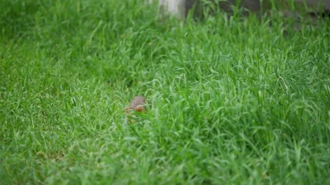 Hamster emerging from tall grass and walking toward camera in lush green Video stock 331081982