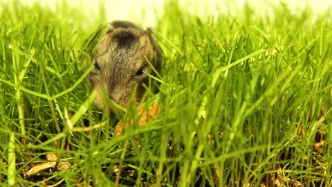 Hamster emerging from tall green grass in natural outdoor scene Видео 322971981