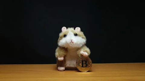 Hamster exchanges bitcoin for coins 库存影片 154396942