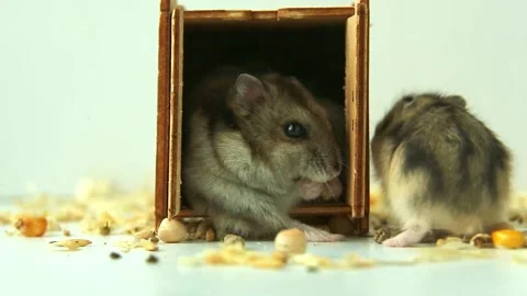 Hamster exiting small box and moving toward scattered food Stock Footage 322792286
