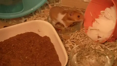 Hamster exploring his cage Video stock 241791524
