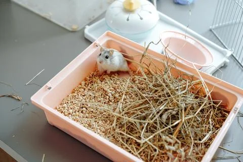 Hamster exploring its cozy bedding in a small cage during a sunny afternoon at Stock Photos