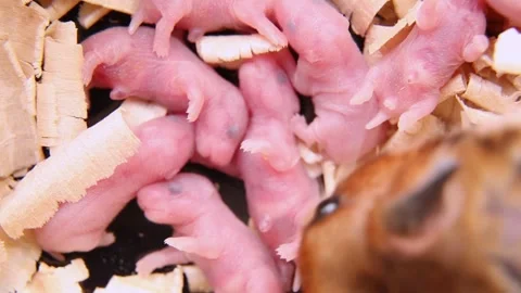 The hamster feeds the little hamsters. View from above. Macro. A brood of mice. Stockbeeldmateriaal 244749048