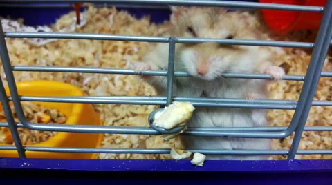 Hamster Stock Footage 40324724