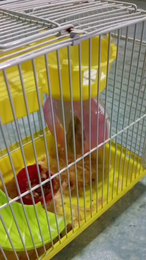 Hamster Stock Footage 221622719