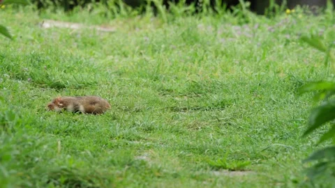 Hamster forages and sniffs across grass, reverses slightly, then continues Stock Footage 328482459